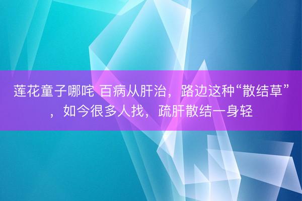 莲花童子哪咤 百病从肝治，路边这种“散结草”，如今很多人找，疏肝散结一身轻